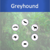 Animal Improvement eBook – GREYHOUND 3 Screenshot 2020 04 28 at 18.37.35