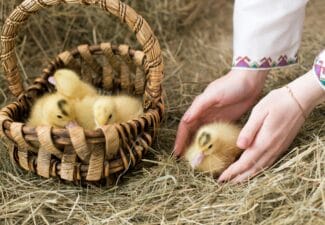 pexels 20710970 8294477