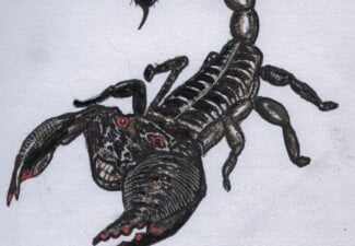 scorpion